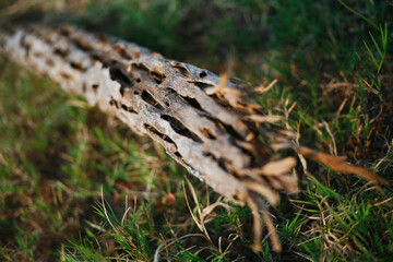 dried tree trunk in the ground