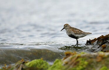 Dunlin (Calidris alpina) Shetland islands  - GB