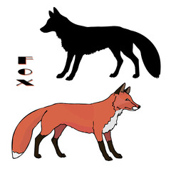 a drawn Fox, two isolated images, linear and silhouette, color and black on a white background, for decoration and stickers.