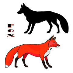 a drawn Fox, two isolated images, linear and silhouette, color and black on a white background, for decoration and stickers.