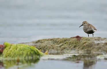 Dunlin (Calidris alpina) Shetland islands - GB