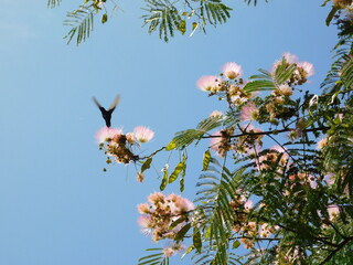 Colibrí sobre las flores de un árbol