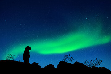 Little bear at starry night. Baby animal silhouette. Northern lights