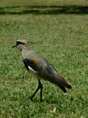 Tero en un parque