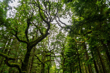 Mossy wood in Ireland. Forest full of rocks, dark, moody lights and colors, hanging branches.. Selective focus.