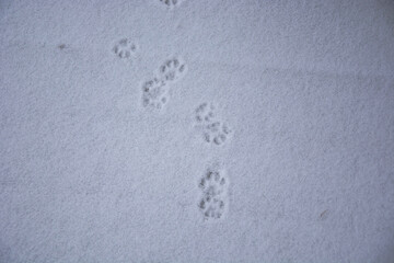Cat tracks on the first snow. White snow as a background image. Snow grains on the wooden floor.