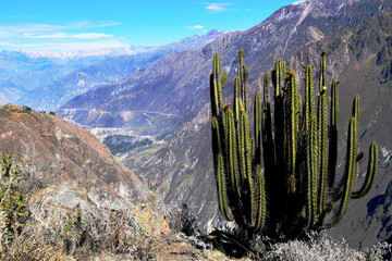 Mountain landscape with a big green cactus. Photo taken in Colca Canyon, Peru