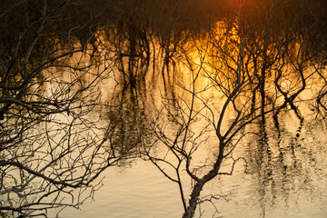 Sunset water bokeh reflections in a windy day with dry mangroves tree branch at the foreground