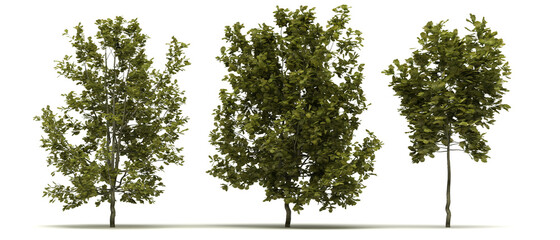 Quercus Robur Concordia Tree