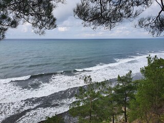 tree on the shore