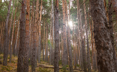Wilderness landscape forest with pine trees