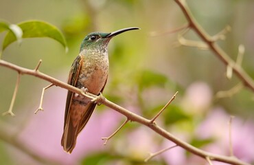 Fototapeta premium Fawn-breasted Brilliant (Heliodoxa rubinoides) Ecuador