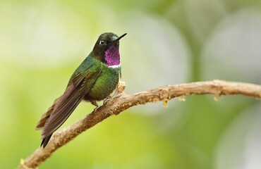 Fototapeta premium Gorgeted sunangel (Heliangelus strophianus) Ecuador