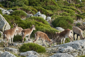 A herd of mountain goats and mouflon in the Loma de Bailanderos in the Sierra de Guadarrama National Park. Madrid's community. Spain