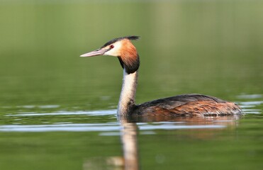 Great crested grebe (Podiceps cristatus) Czech republic