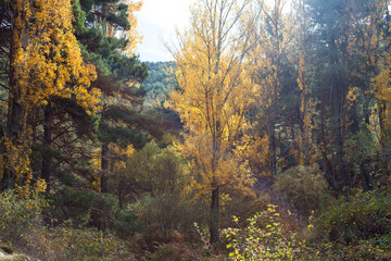 Fototapeta premium Autumn beautiful landscape. Autumn concept