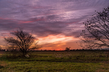 Fototapeta na wymiar Drzewa na tle zachodzącego słońca, które tworzy na chmurach piękne barwy 
