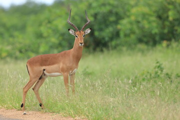 Naklejka na ściany i meble Impala (Aepyceros melampus) South Africa, JAR, Kruger National Park