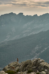 A herd of mountain goats and mouflon in the Loma de Bailanderos in the Sierra de Guadarrama National Park. Madrid's community. Spain