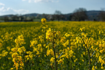 Rapeseed cultivation next to the Rheinsteig, Neuwied, Germany