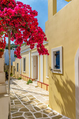 Picturesque alley in lefkes Paros greek island with a full blooming bougainvillea and  traditional houses.