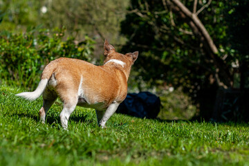 Jack Russel/Chihuahua crossbreed,  dog in the garden