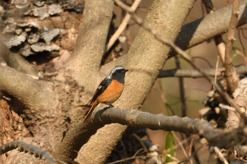 Daurian redstart male (Phoenicurus auroreus).