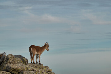 A herd of mountain goats and mouflon in the Loma de Bailanderos in the Sierra de Guadarrama National Park. Madrid's community. Spain