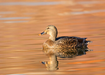 Mallard female (Anas platyrhynchos)