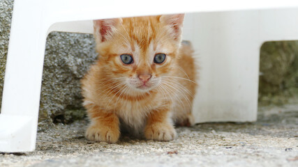 Babykatze in Griechenland