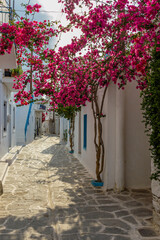 Fototapeta na wymiar Traditional Cycladitic alley with a narrow street, whitewashed houses and a blooming bougainvillea in parikia, Paros island, Greece.