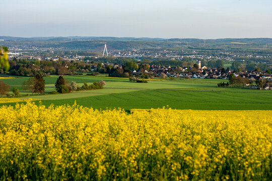 Rapeseed cultivation next to the Rheinsteig, Neuwied, Germany