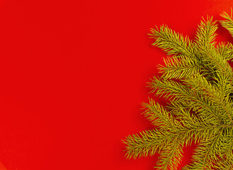Spruce branch on a red background.