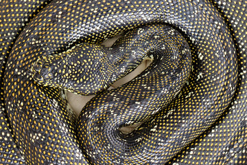 Diamond Python incubating her egg clutch