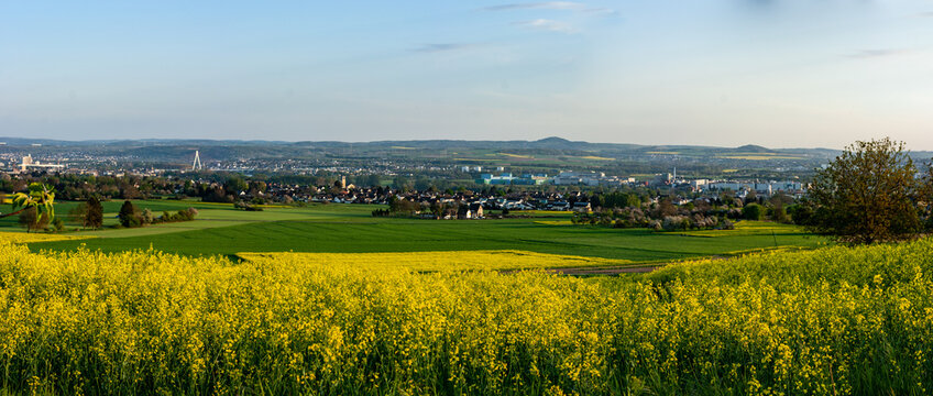 Rapeseed cultivation next to the Rheinsteig, Neuwied, Germany
