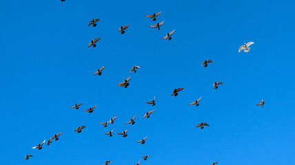 flock of birds in flight