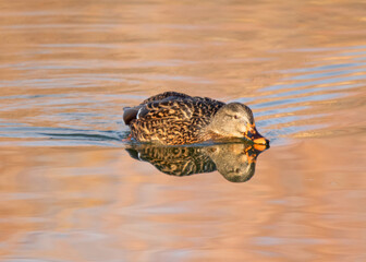 Mallard female (Anas platyrhynchos) reflected in fall colored water