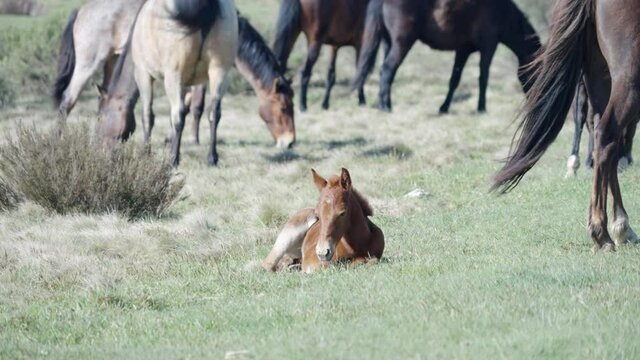 a brumby foal rests on the ground at kosciuszko national park in nsw, australia