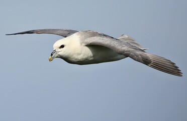 Northern fulmar (Fulmarus glacialis) Shetland islands