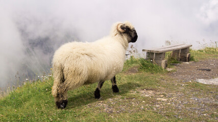 moutons de montagne à chambery en france