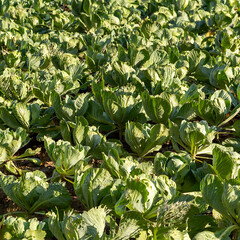 cabbage grow in the field