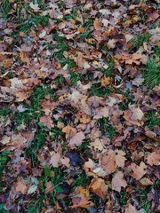 Autumn park in Moscow: birch grove, green grass, fallen leaves