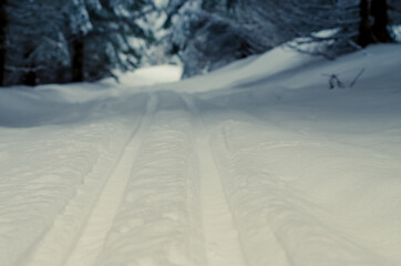 winter atmosphere in forest