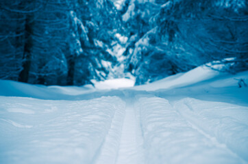 winter atmosphere in forest