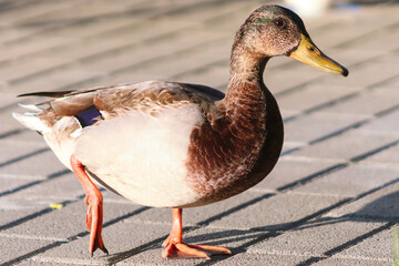 duck walking on stones