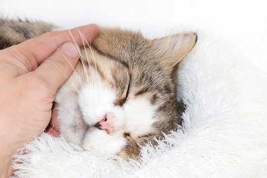 Close-up of a sleeping cat on a man's hand, a cozy yard cat has found its home, the concept of friendship and love for pets, selective focus.