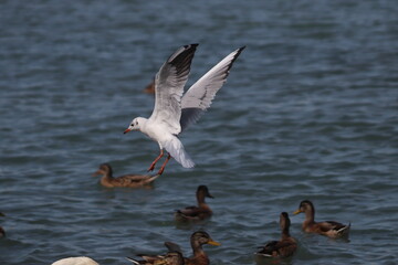 seagull in landing on water