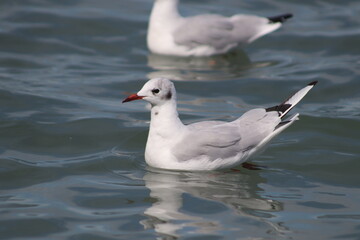 Fototapeta na wymiar seagull swimming in the water