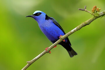 Fototapeta premium Red-Legged honeycreeper - Costa Rica