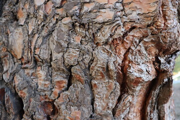 bark of a tree